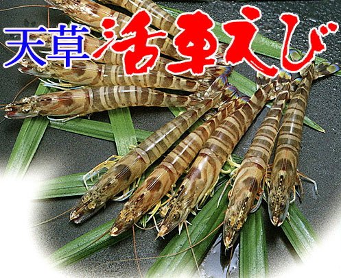 天草特産 活き車えび 300g