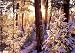 Sunrise on Ponderosa Pine Trees Boxed Christmas Cards, 12 Cards