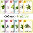 12 Culinary Herb Assortment (Sage, Rosemary, Spearmint, Basil, Oregano, Cilantro, & More!) Seeds by Seed Needs