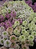 Allure Pastel Mixed Alyssum Seeds - 60 mg - Annual