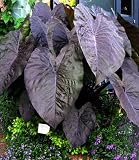 Diamond Head Elephants Ear - Colocasia - 4" Pot