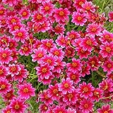 コンパクトコレオプシス：ストロベリーレモネード3.5号3株セット[小型で晩秋まで咲く]