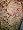 Maroon Paisley Jamawar India Pashmina Shawl,wrap Throw Reversible Image #5