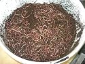 COMPOSTING WORMS (250g) & 10 ltrs of BEDDING