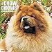 2016 Just Chow Chows Wall Calendar