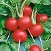 400 Seeds, Radish "Champion" (Raphanus sativus) Seeds By Seed Needs