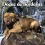 Dogue de Bordeaux 2005 Wall Calendar