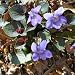 labrador7 - Labrador Violet 30 Seeds