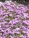 Eigenschaften Dachstauden  / Phlox sub. Emerald Cushion Blue - Blauer Polsterphlox