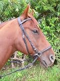 jw reitsport Gebisslose Trense schwarz
