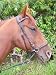 jw reitsport Gebisslose Trense schwarz