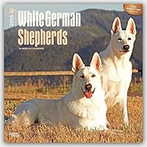 German Shepherds, White 2016 Square 12x12 (Multilingual Edition) German Shepherds, White 2016 Square 12x12 (Multilingual Edition)