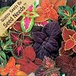 250 Seeds, Coleus "Rainbow Mixture" (Solenostemon scutellarioides) Seeds By Seed Needs