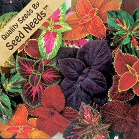 Coleus Rainbow Mix - Solenostemon scutellarioides - 250 Seeds