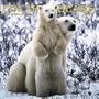 Polar Bears 2006 Calendar