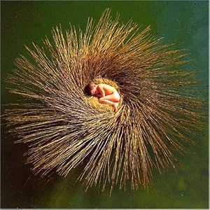 Ovo by Peter Gabriel (Audio CD - 2002)