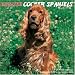 cocker_spaniel28cocker spaniel - English Cocker Spaniels 2009 Wall Calendar