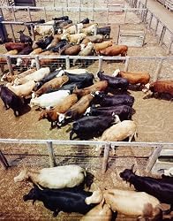 Cattle Feedlot Photograph - Beautiful 16x20-inch Photographic Print by Carol M. Highsmith