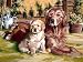 Zwei Hunde - Malen nach Zahlen Classic-Collection