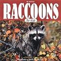 Raccoons for Kids