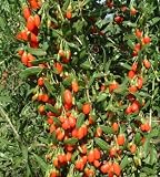 1 gal TIBETAN GOJI BERRY plant aka Wolfberry The SUPERFRUIT Chinese Lycium