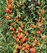 1 gal TIBETAN GOJI BERRY plant aka Wolfberry The SUPERFRUIT Chinese Lycium