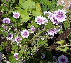 No. 39 Malva Sylvestris Malvaceae Zebrina Hollyhock 50 Flower Seeds Plus Additional Package