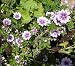 No. 39 Malva Sylvestris Malvaceae Zebrina Hollyhock 50 Flower Seeds Plus Additional Package