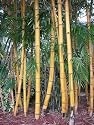 Golden Hawaiian Vulgaris Vitatta- Yellow with Green Stripe, Live Tropical Bamboo Plant, Superior Landscape Bamboo, Suitable for Hedge & Privacy Screen,Pot Culture, Outdoor Use, Makes Unique Gift, for Large Pot or Landscape. Great for Patio or Balcony Decor, Evergreen, Perennial Clumping Grass, Cold Hearty to 27F