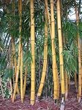 Golden Hawaiian Yellow & Green Striped Bamboo Plant Live Tropical Clumping High Light Indoor Outdoor Landscape or Houseplant Makes Unique Gift for Home or Office Great for Patio Decor Evergreen Perennial Clumping Grass Great Green Holiday Gift FREE SHIPPING