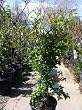 Eversweet Pomegranate Tree Five Gallon