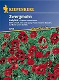 Eigenschaften Kiepenkerl - Blumen-Saatgut  / Papaver commutatum Zwergmohn Ladybird