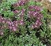 CREEPING THYME HERB 200 SEEDS