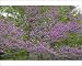 Photographic Prints of CAN-3220 Redbud - Native to much of Eastern and Central U.S from Ardea Wildlife Pets