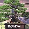 Bonsai: The Art of Growing and Keeping Miniature Trees