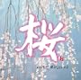 Cherry Blossoms