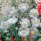 Kaukasische Knopfblume ‘Miss Willmott’