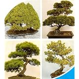 Mixed Evergreen Bonsai 100 Seeds/Seed-SALE* - FREE SHIPPING ON ADDITIONAL HIRTS SEEDS ORDERED & PAID WITH ONE PAYMENT!