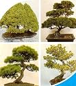 Mixed Evergreen Bonsai 100 Seeds/Seed