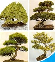 Mixed Evergreen Bonsai 100 Seeds/Seed