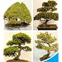 Mixed Evergreen Bonsai 100 Seeds/Seed