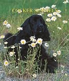 Cocker Spaniels 2007 Weekly Calendar
