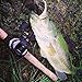 Piscifun Tuned Magnetic Brake System Low Profile Baitcaster Baitcasting Fishing Reel