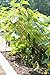 Medium Cucumber Trellis
