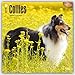Collies 2016 Square 12x12