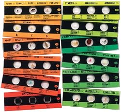 Elenco 12 Slide With 36 Assorted Specimens