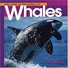 Welcome to the World of Whales (Welcome to the World Series)