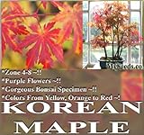 1,000 Korean Maple Purple Bloom Maple Tree Seeds GORGEOUS DISPLAY Brilliant Fall Colors