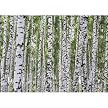 Birch Tree Wall Mural