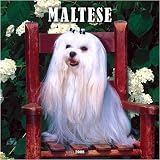Maltese 2008 Wall Calendar